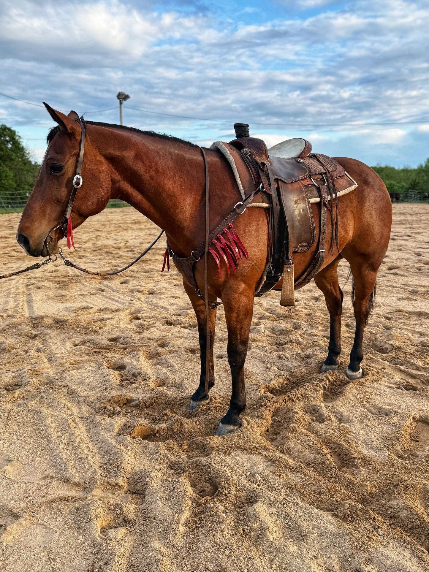 The Red Longhorn Plated Breast Collar
