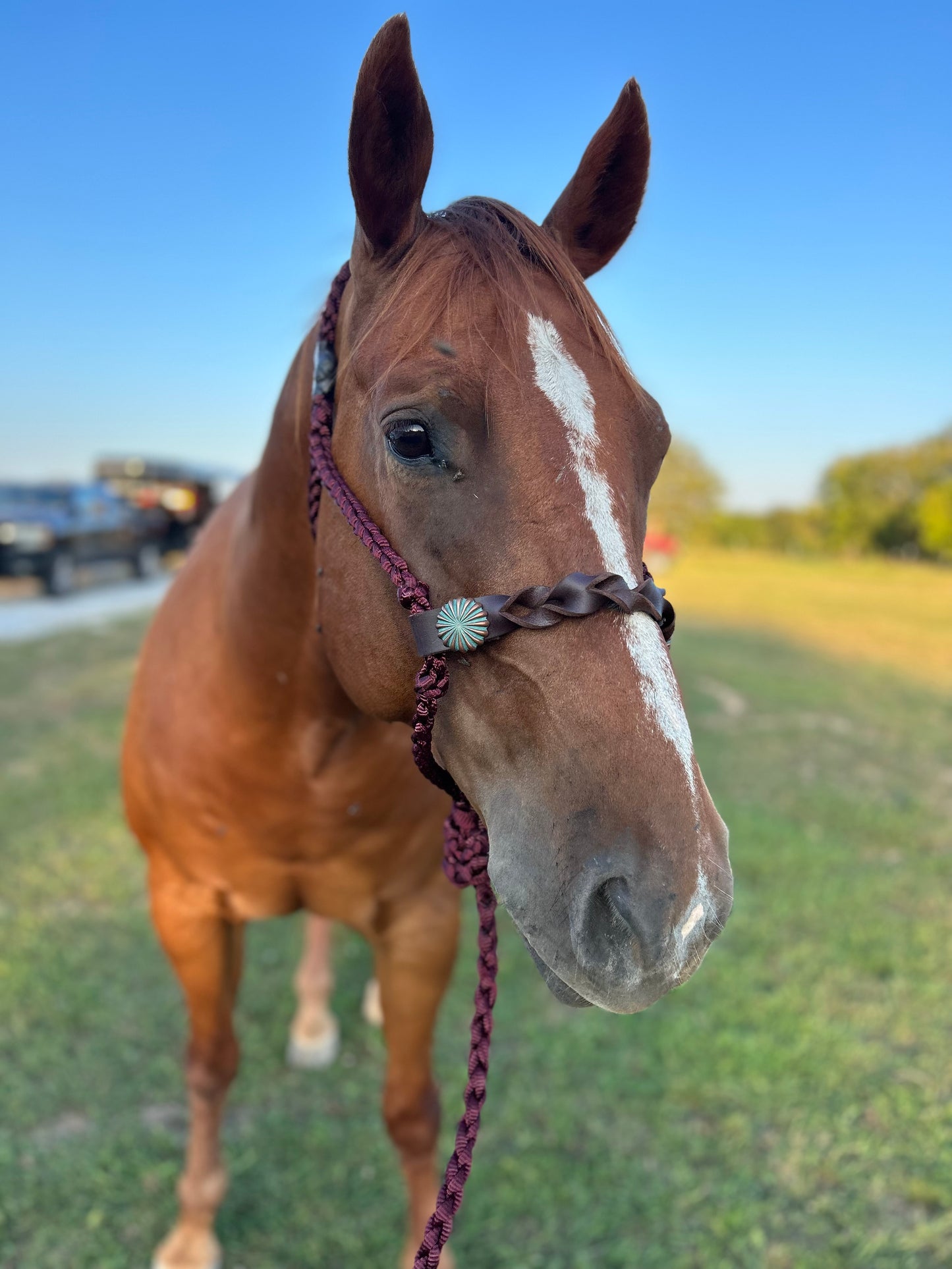 Knotted nose band halters