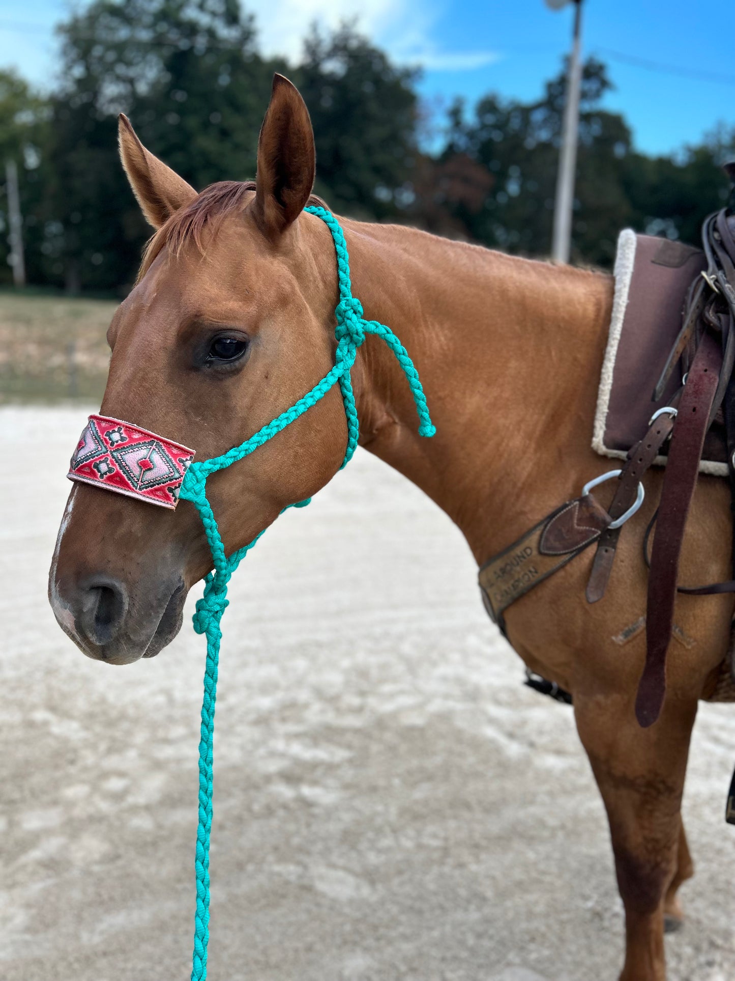 Pink Aztec leather NB on regular mule tape halter