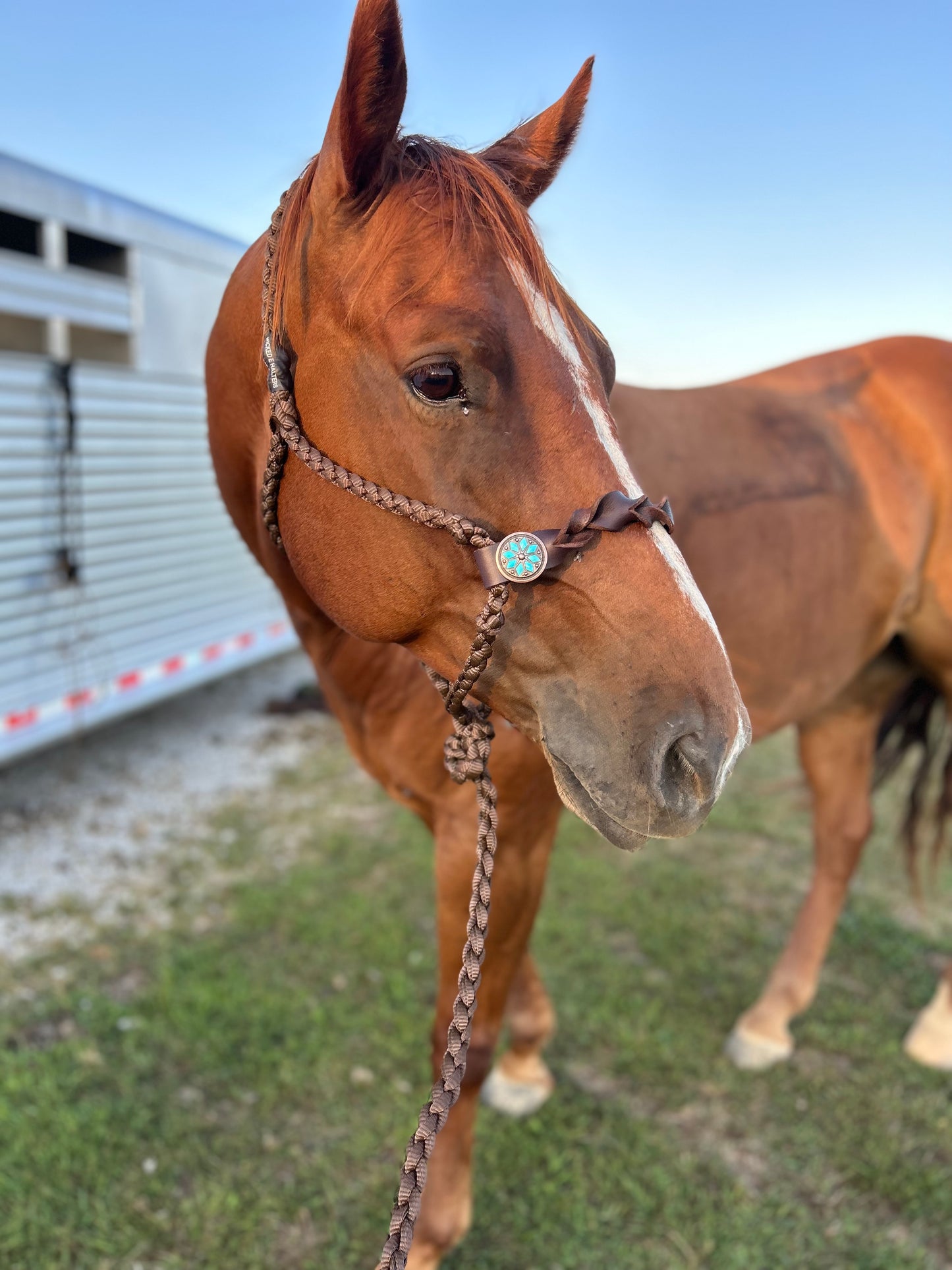 Knotted nose band halters