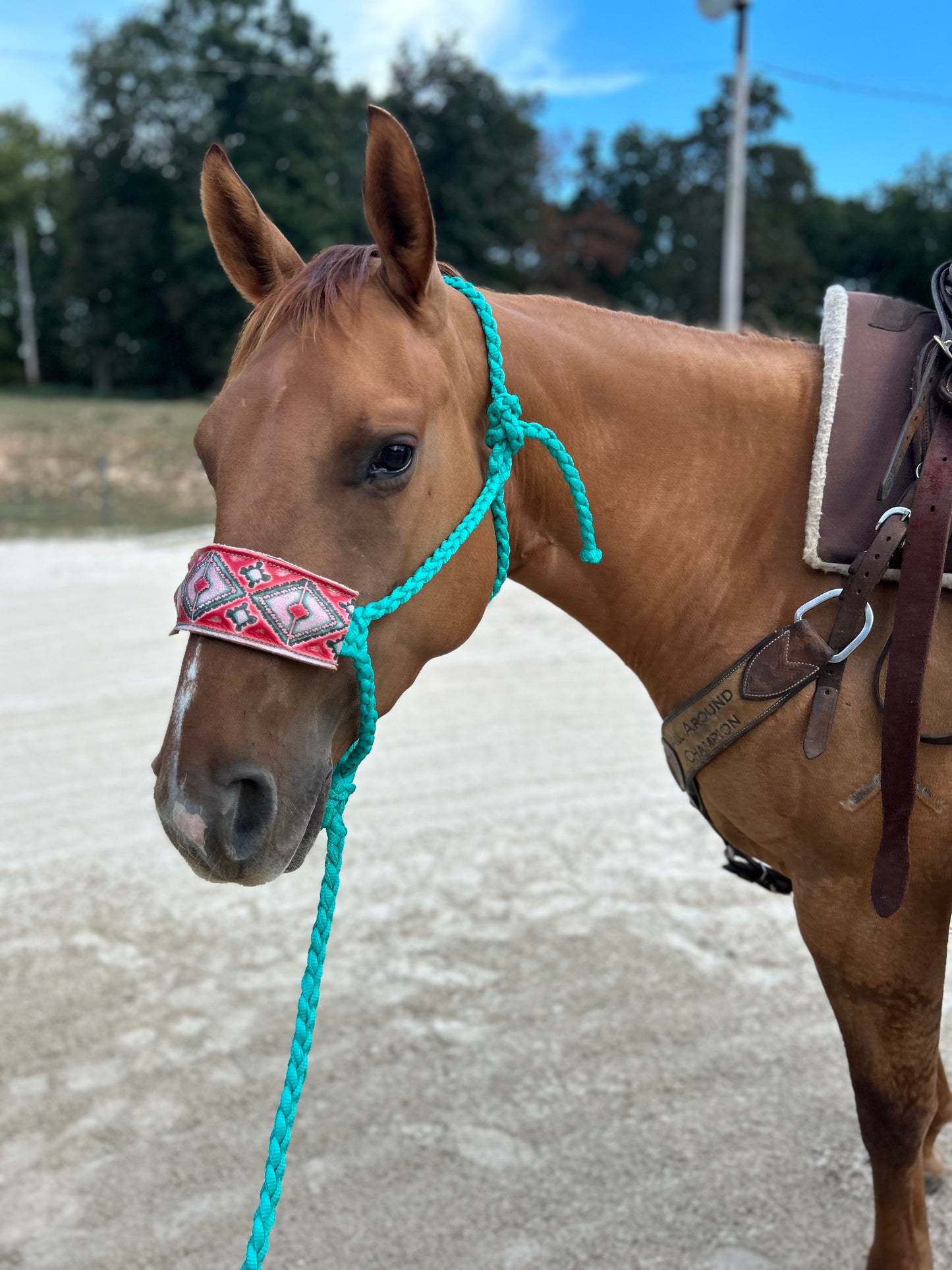 Pink Aztec leather NB on regular mule tape halter