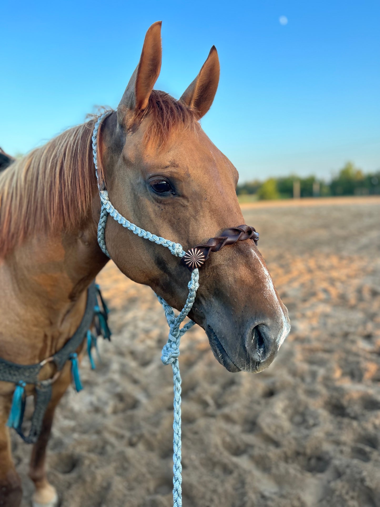 Knotted nose band halters