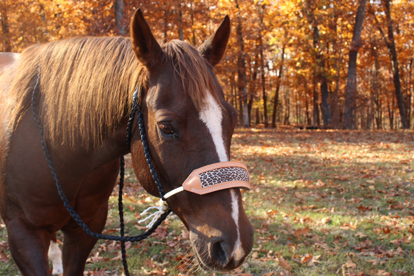 Cheetah print leather nose band halter