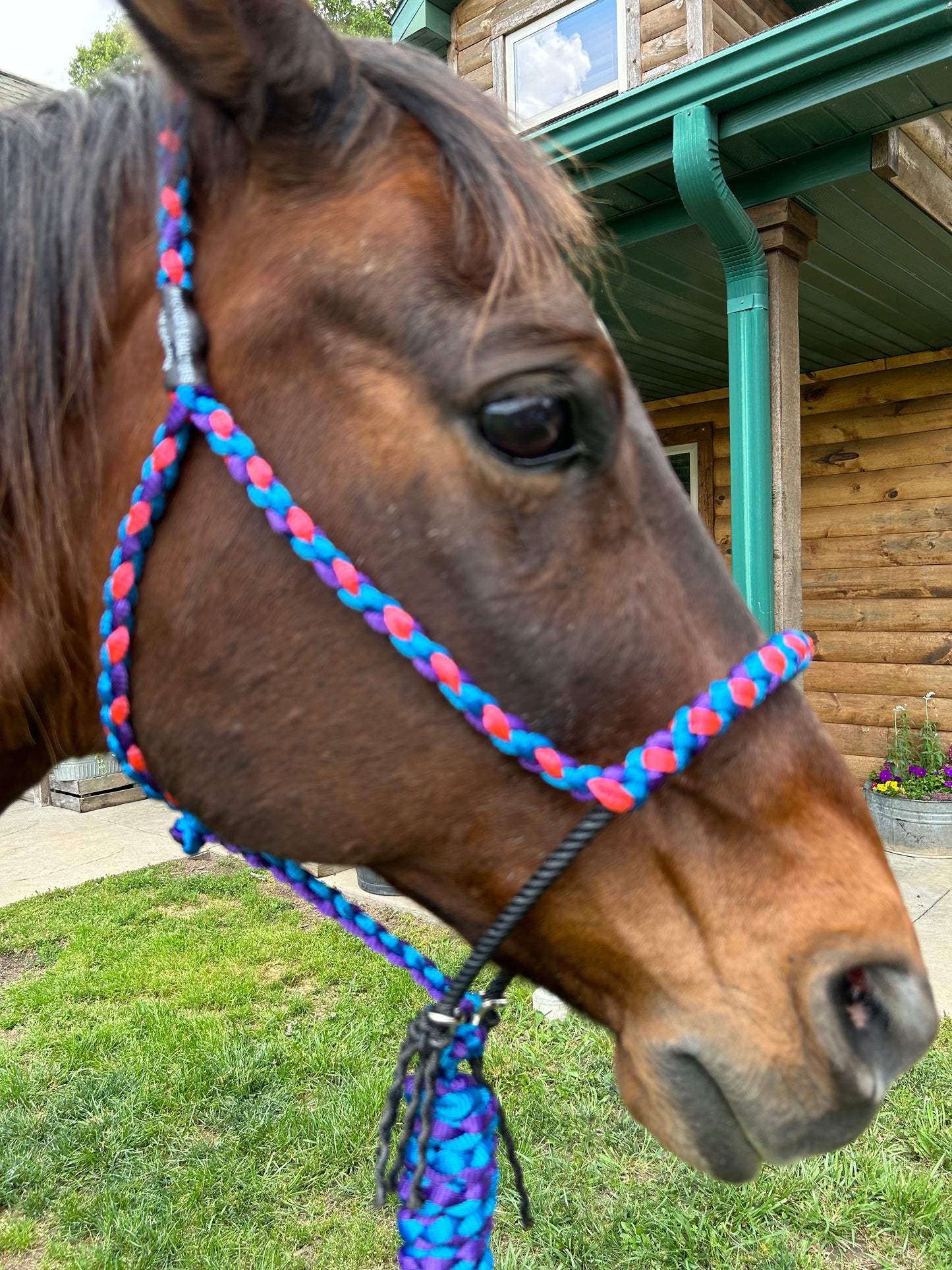 3 toned rope halter