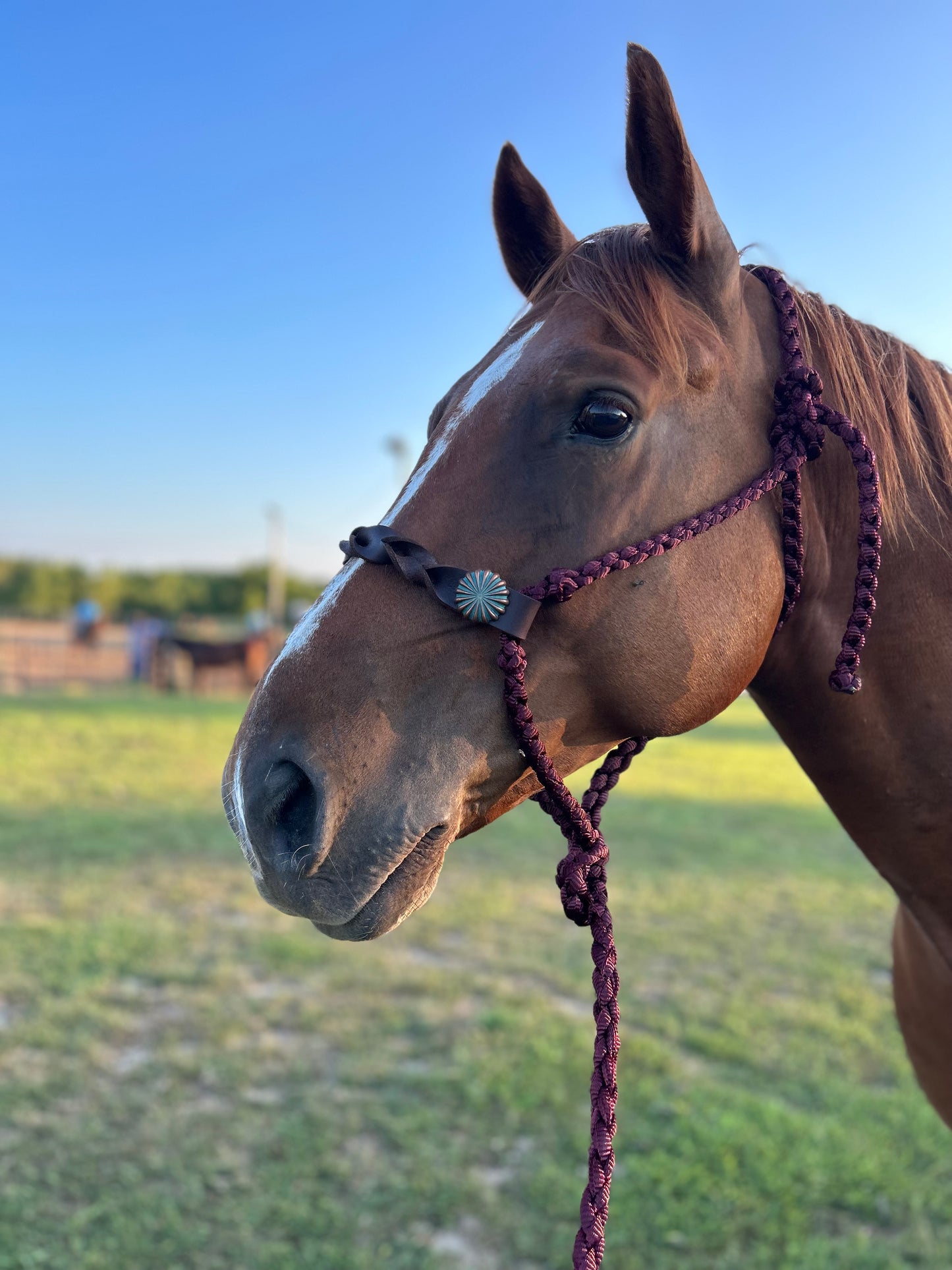 Knotted nose band halters