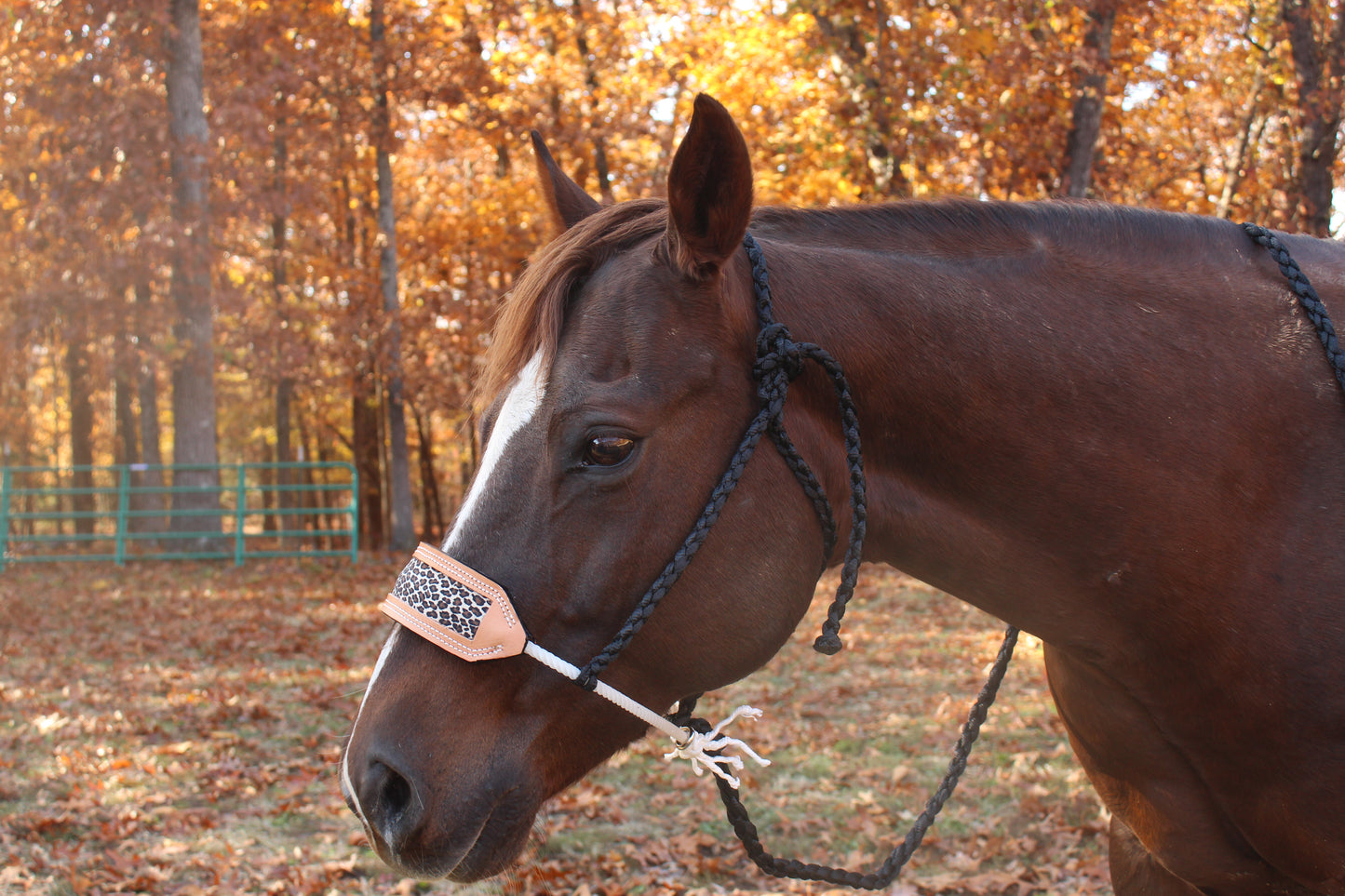 Cheetah print leather nose band halter