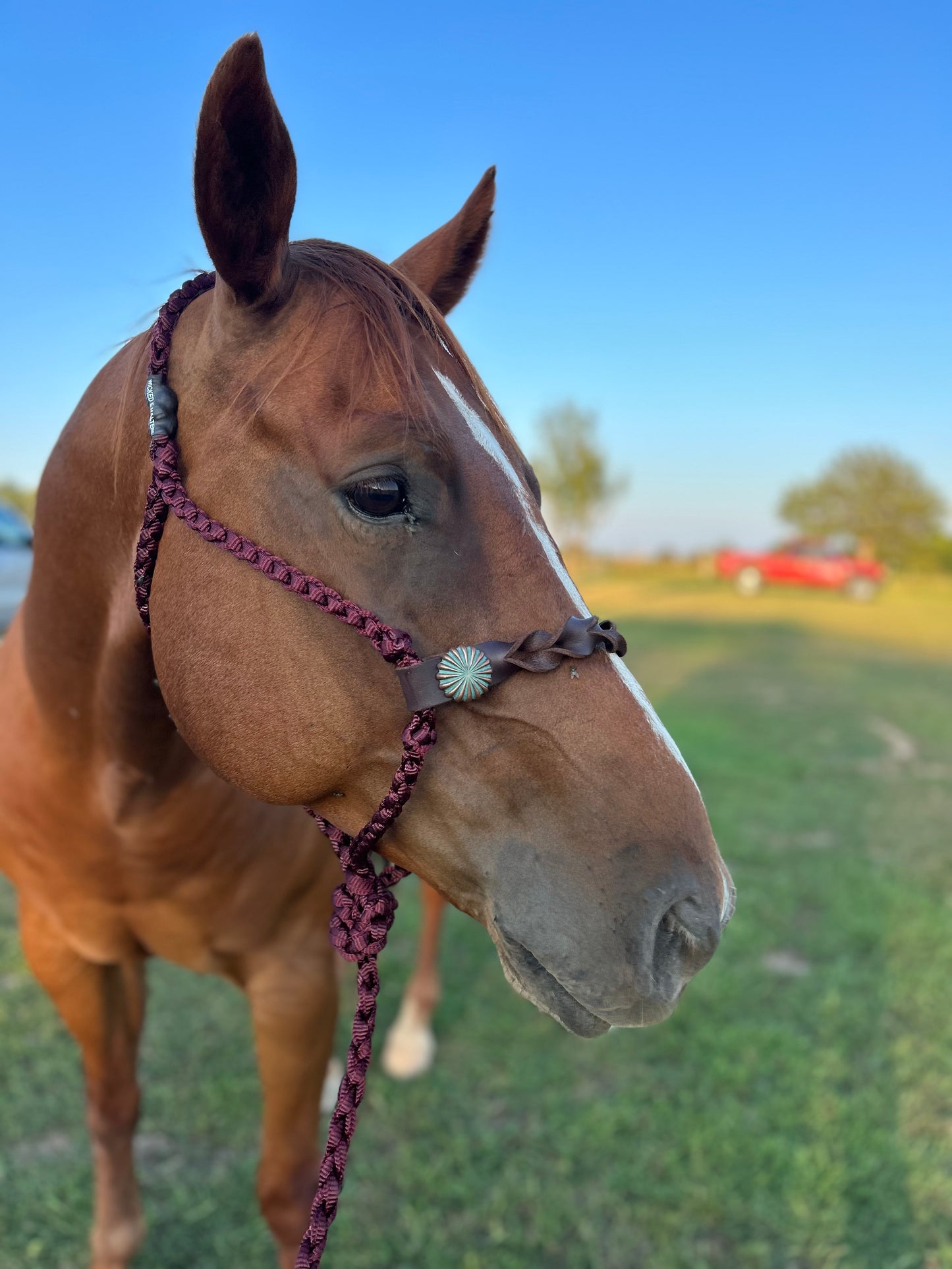 Knotted nose band halters